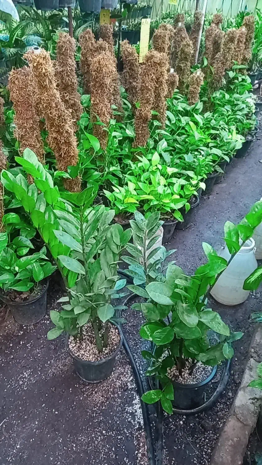 زاموفلیاسبز|گل و گیاه طبیعی|فاضل آباد, |دیوار