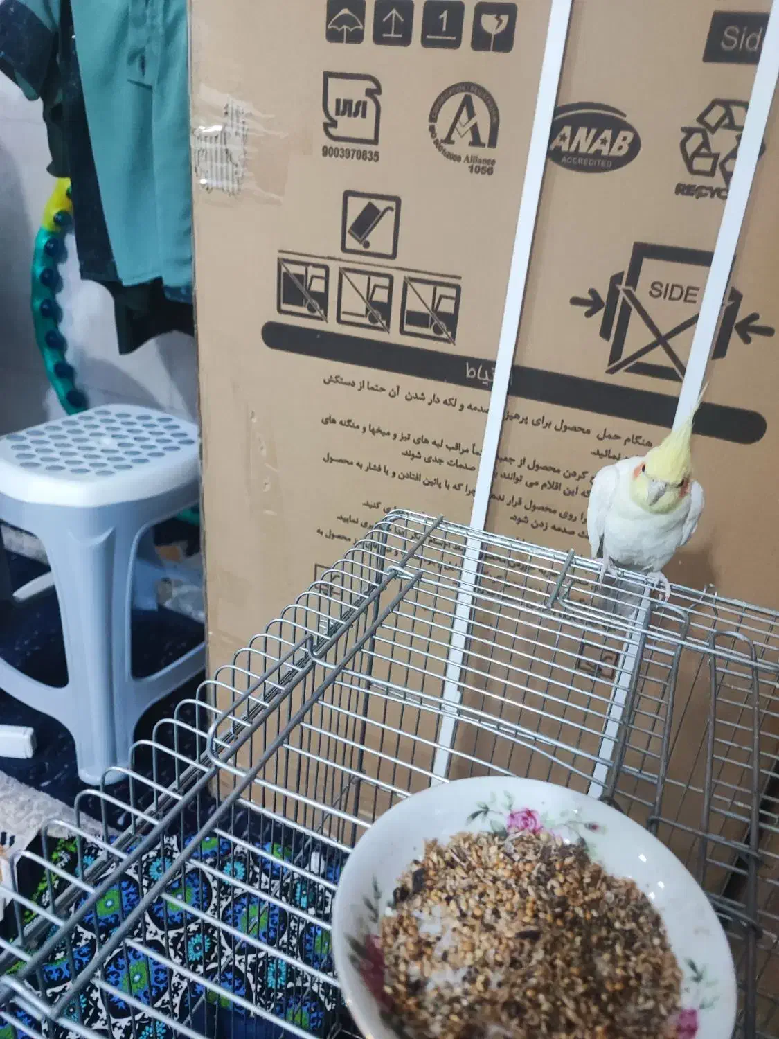 عروس هلندی آلبینو عروس هلندی لوتینو|پرنده|حمیدیا, |دیوار