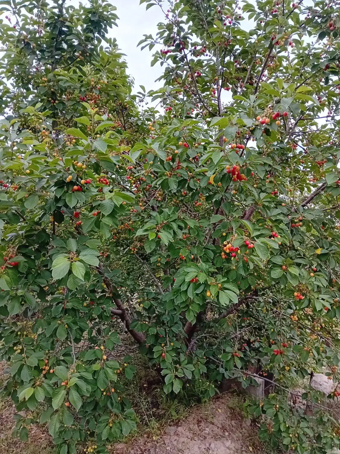 فروش باغ در فیروق (تپه باشی)|فروش زمین و ملک کلنگی|فیرورق, |دیوار