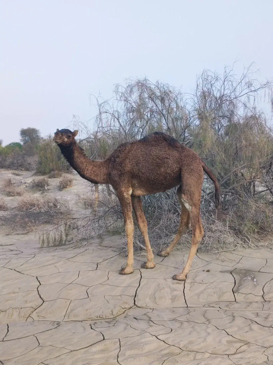 شتر نر|حیوانات مزرعه|میناب, |دیوار