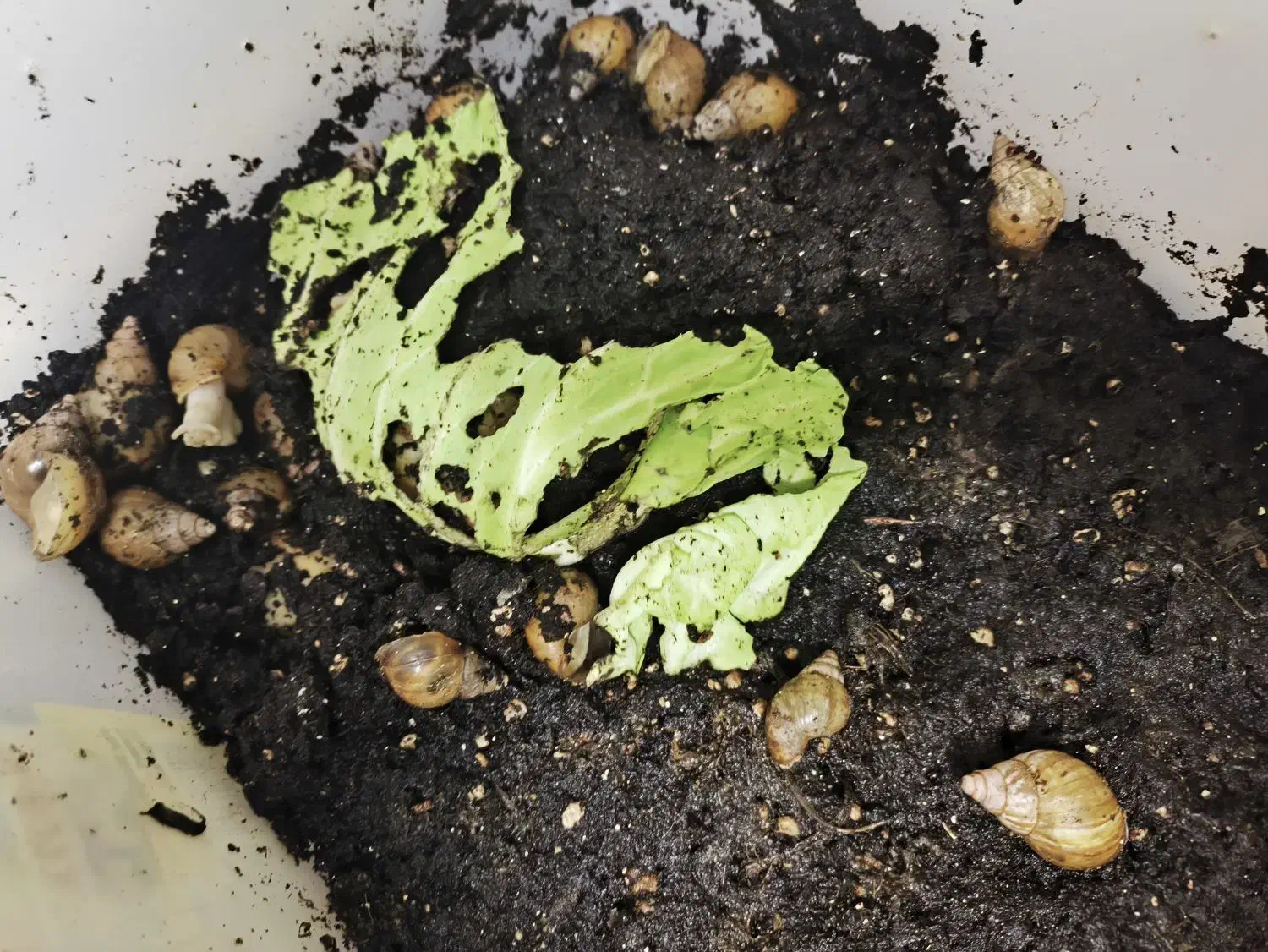 حلزون آچاتینا|خزنده|اصفهان, گلزار|دیوار