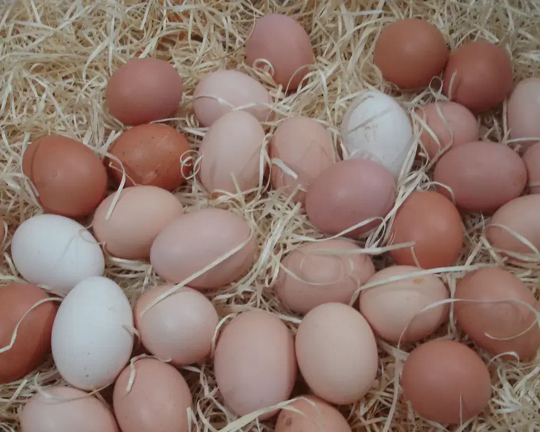 تخم مرغ رسمی|خوردنی و آشامیدنی|ورامین, ورامین|دیوار