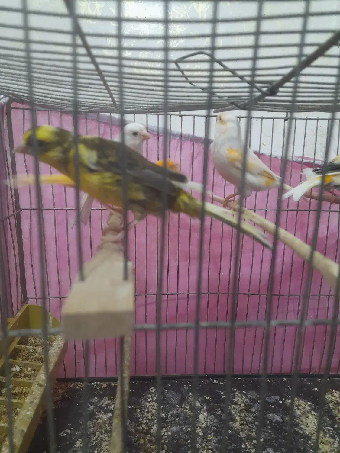 قناری|پرنده|نجف‌آباد, ولیعصر|دیوار