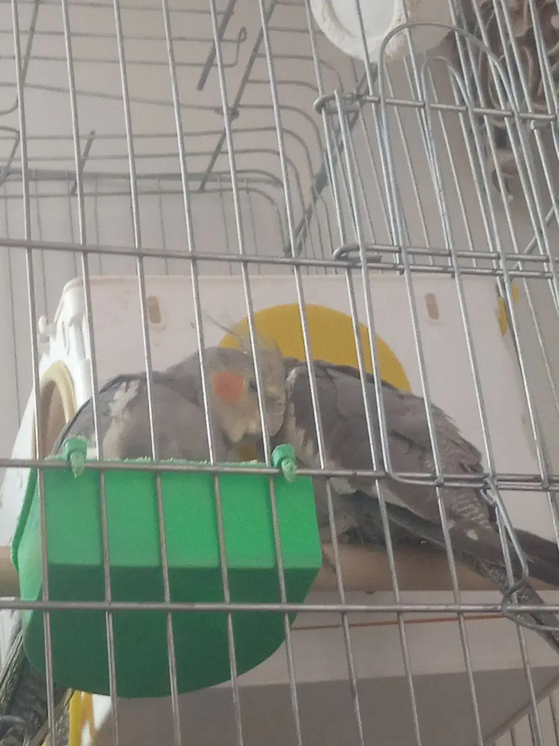 عروس هلندی|پرنده|بروجرد, |دیوار