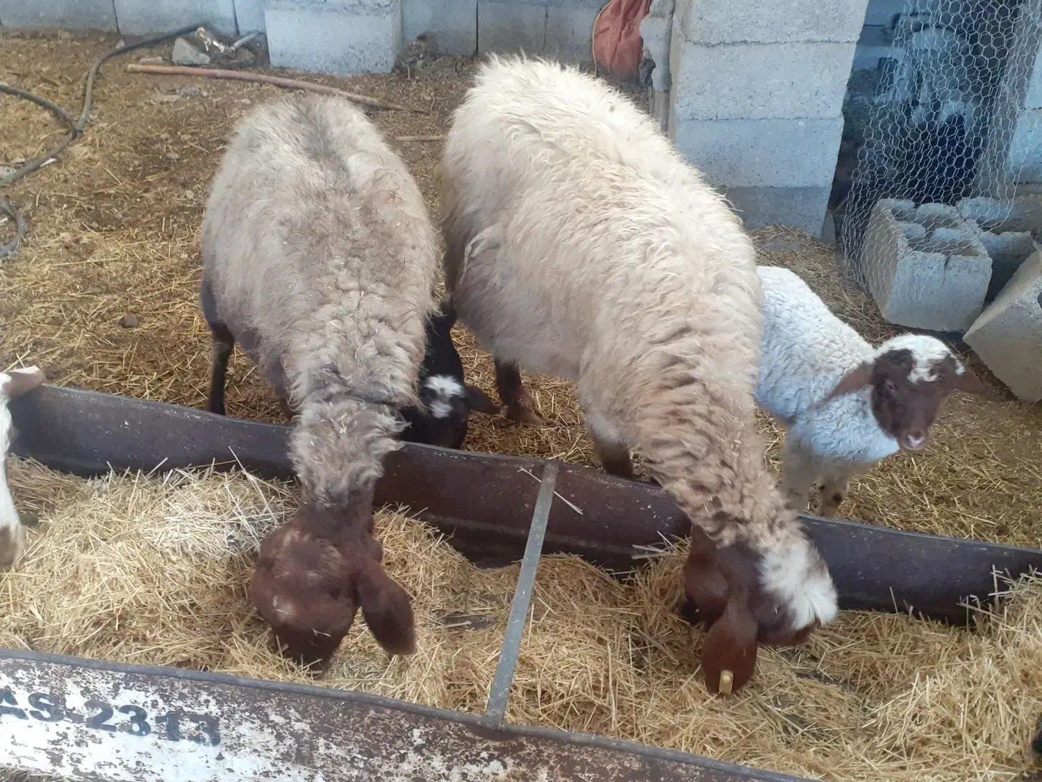 میش وبره دوعدد|حیوانات مزرعه|آبدانان, |دیوار