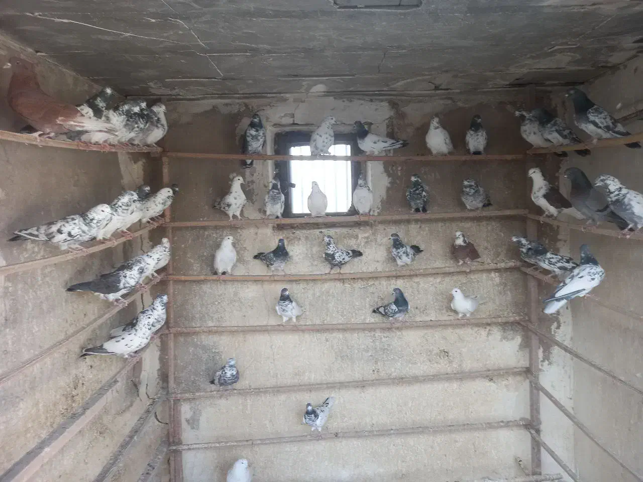 کفتر پرشی|پرنده|شهر ری, جوانمرد قصاب|دیوار