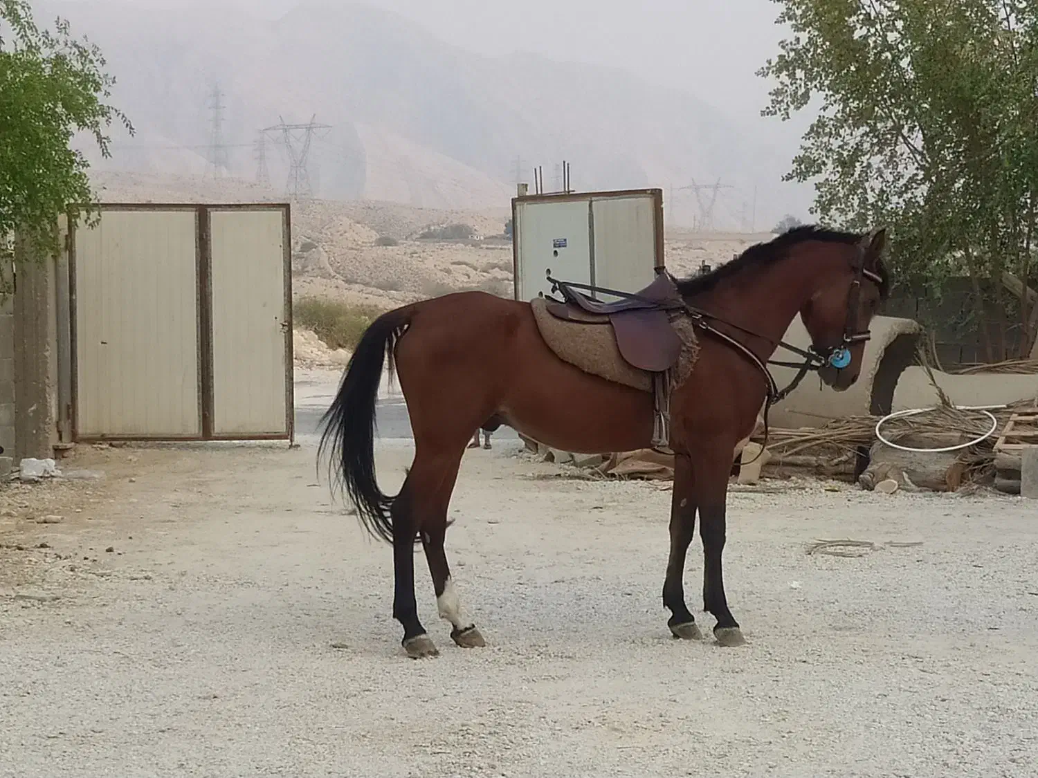 اسب|اسب و تجهیزات اسب‌سواری|بندر کنگان, |دیوار