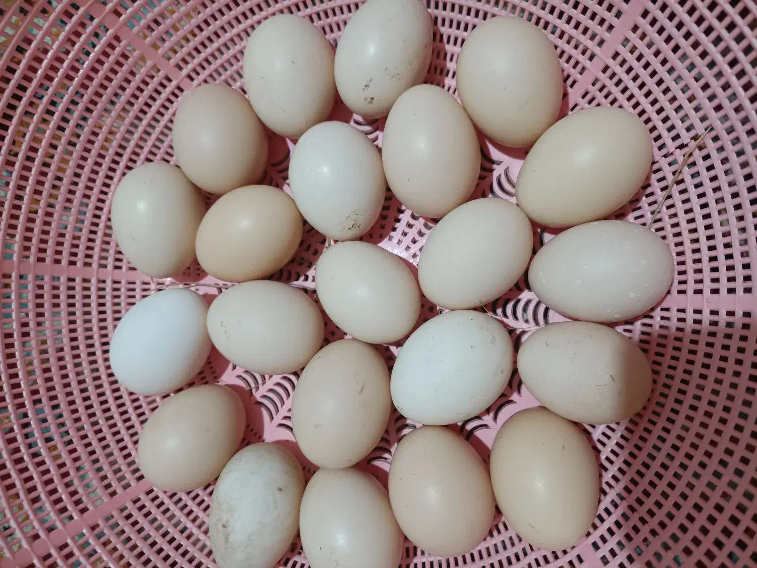 تخم مرغ محلی|خوردنی و آشامیدنی|رشت, پسیخان|دیوار