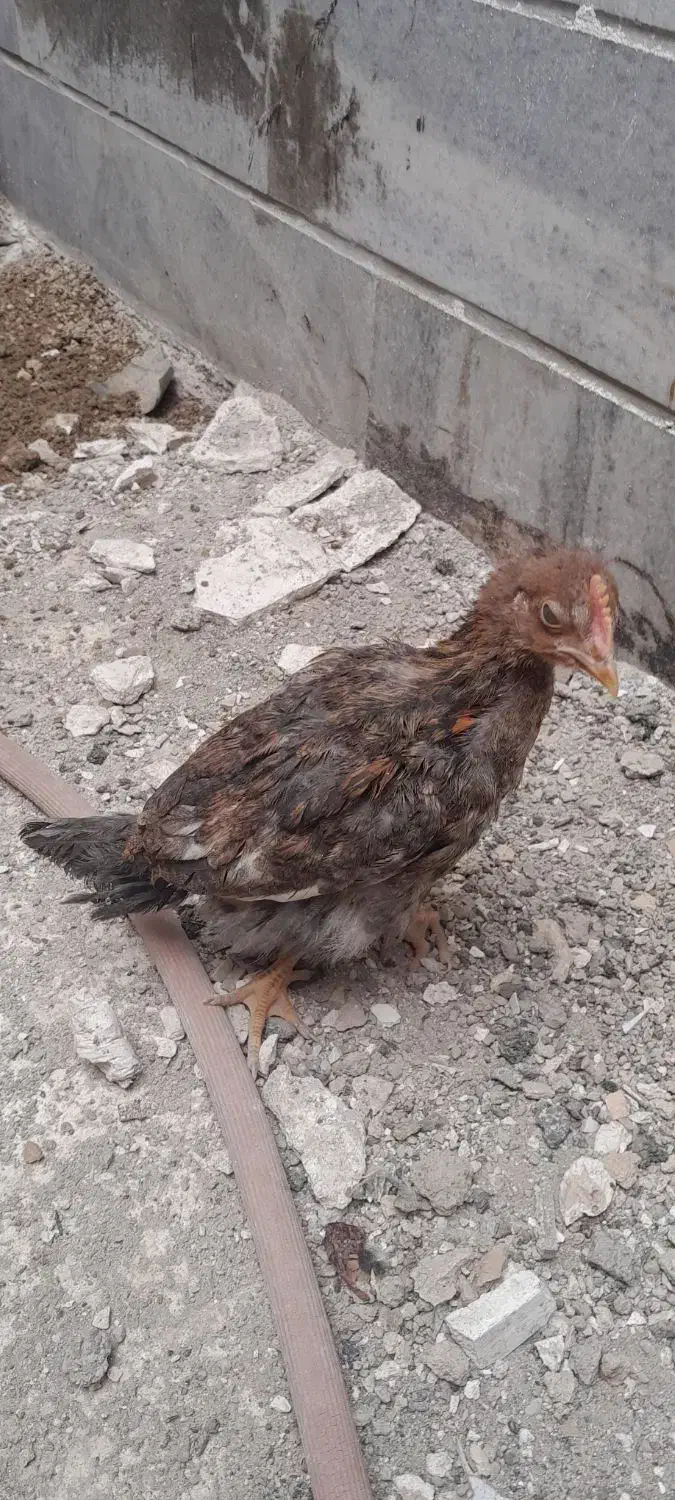 جوجه حدود ۲ ماهه|حیوانات مزرعه|ری, ظهیرآباد|دیوار