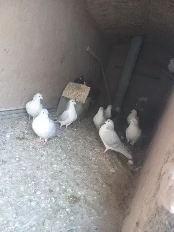 کفتر ساده|پرنده|بیرجند, |دیوار