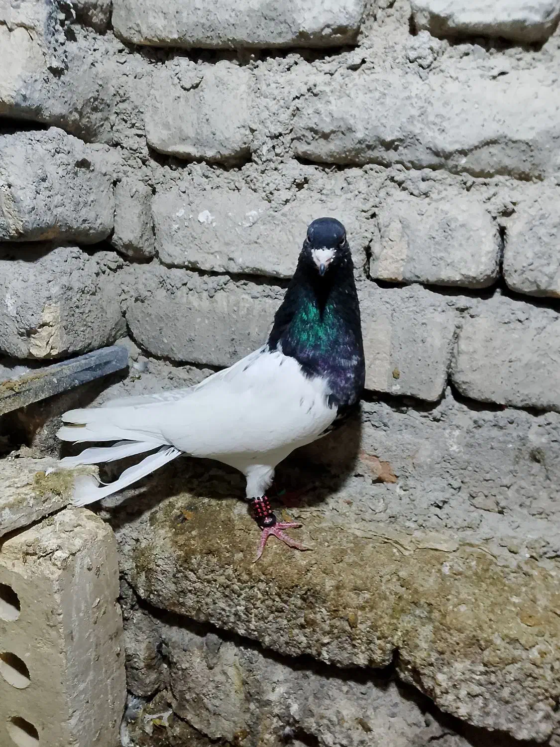 کفتر کلهسیاه نر|پرنده|گلبهار, نوبهار|دیوار