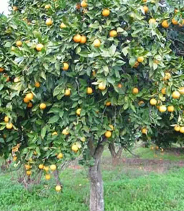 کارگرساده برای چیدن پرتغال|استخدام خدمات فروشگاه و رستوران|چابکسر, |دیوار