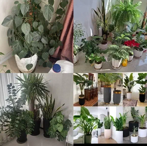 خدمات باغبانی هرسکاری گل کاری و تعویض خاک گلدون|خدمات باغبانی و درختکاری|تهران, صادقیه|دیوار