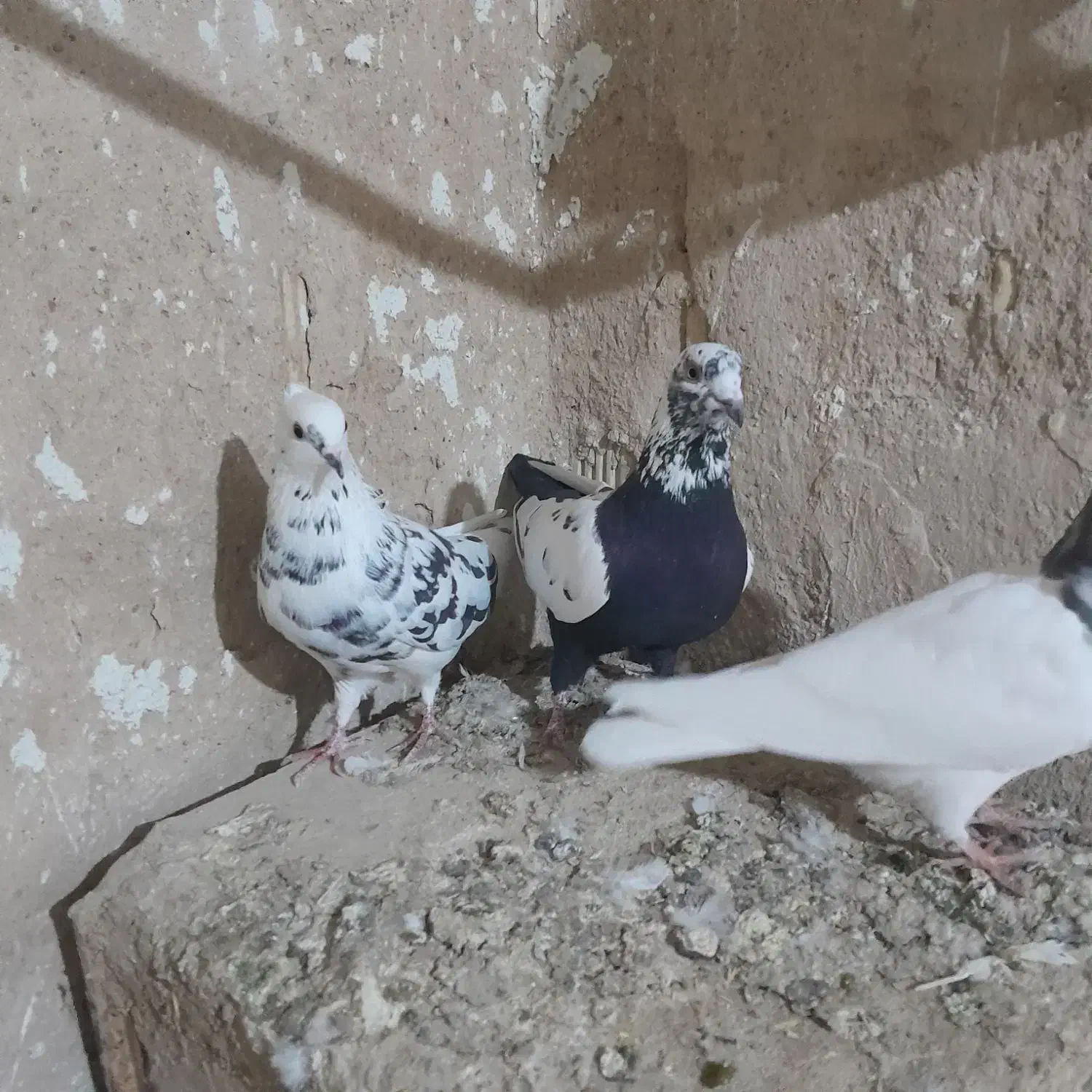 کبوتر پرشی|پرنده|بیجار, |دیوار