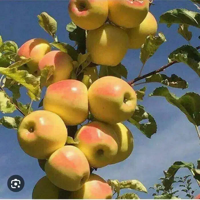 نهالستان مهندس قاسمی تولید کننده انواع نهال|خدمات باغبانی و درختکاری|آران و بیدگل, |دیوار