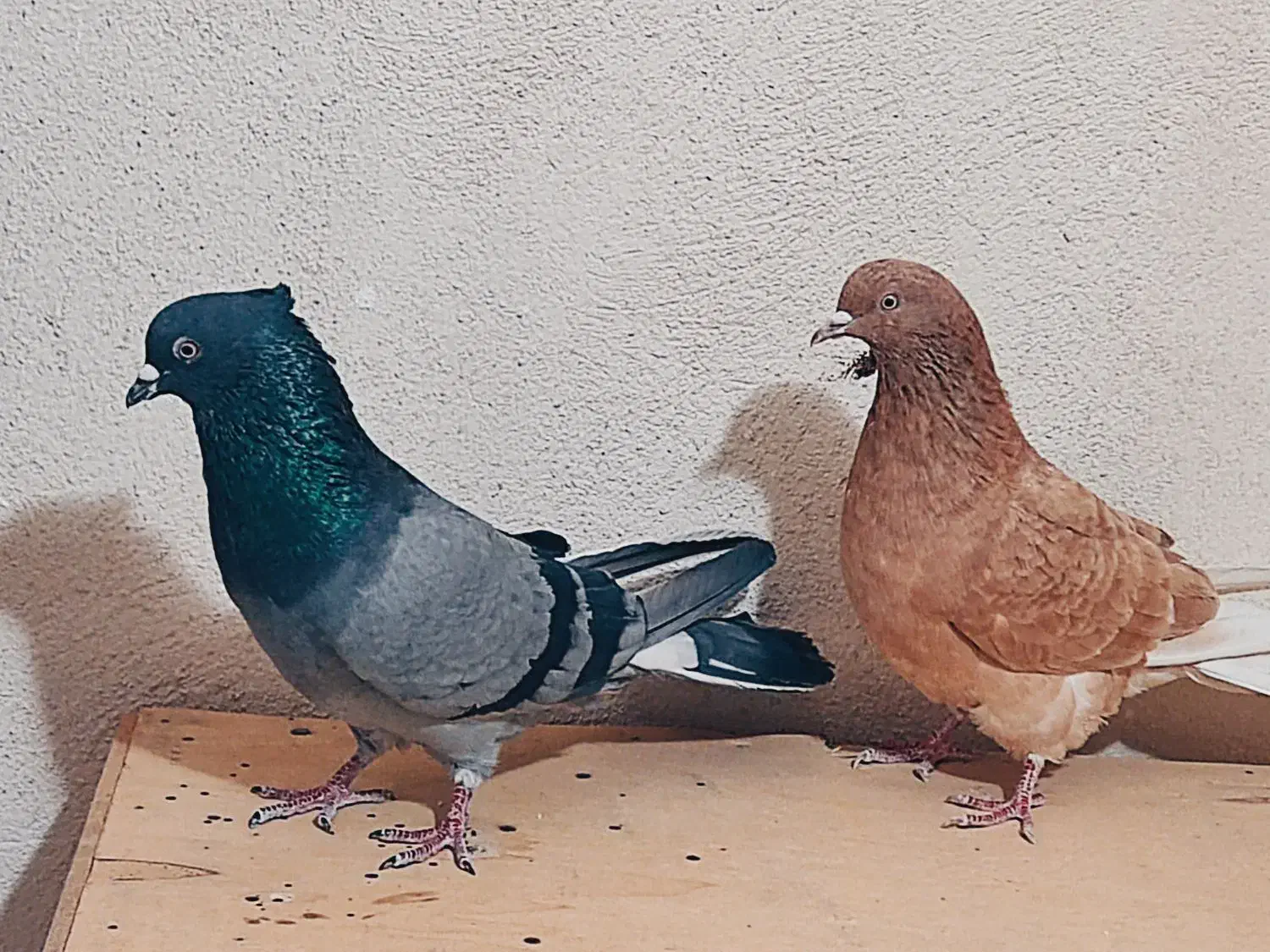 کفتر هم نقش هم پرش|پرنده|بهارستان, |دیوار