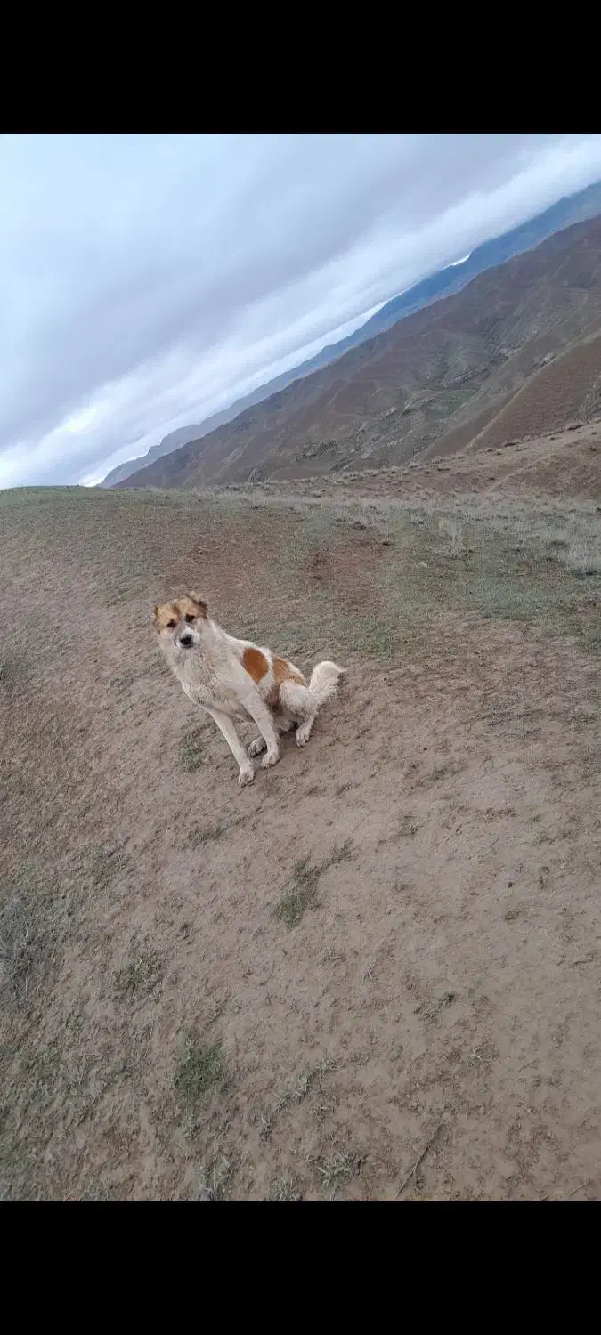 سگ گوسفندی|سگ|شیروان (خراسان), |دیوار