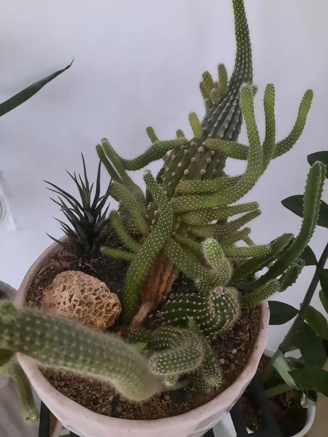 کاکتوس|گل و گیاه طبیعی|نیشابور, گمنام غربی|دیوار