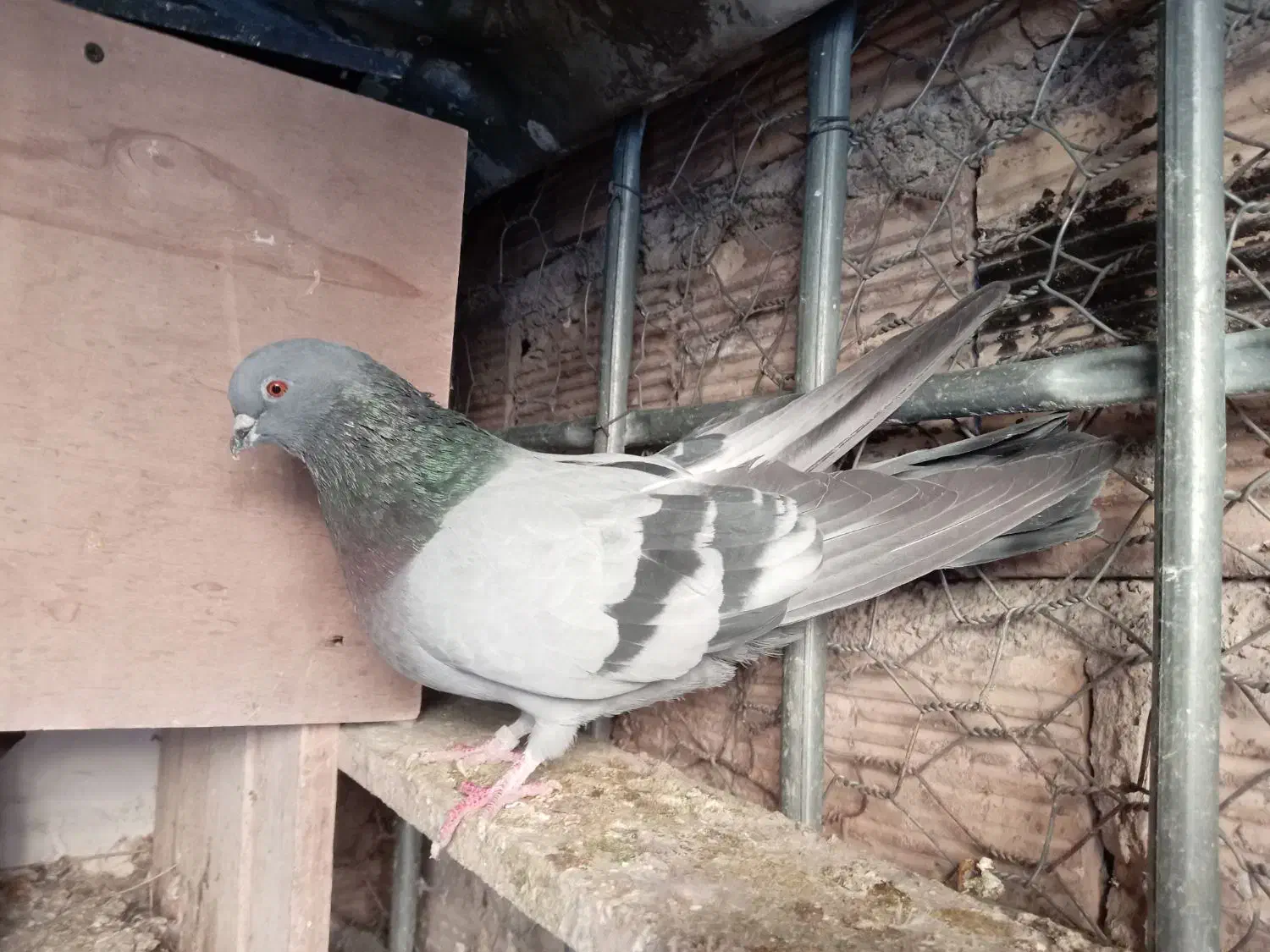 نر کوهی تهرانی شرورر|پرنده|خرم‌آباد, |دیوار