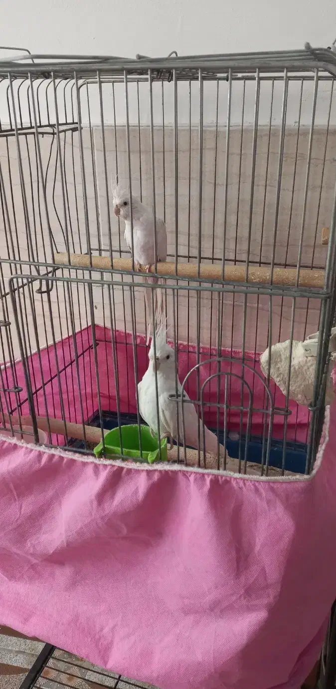 عروس هلندی|پرنده|شهریار, شهریار|دیوار