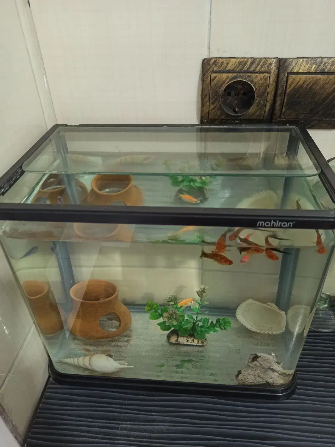 آکواریوم|ماهی|رشت, پاره بیجار|دیوار