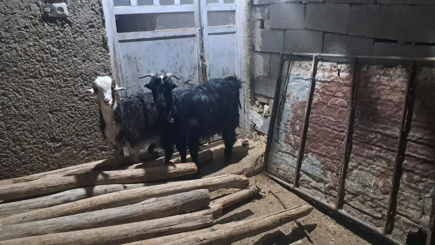 بز کهر|حیوانات مزرعه|شیراز, گویم|دیوار