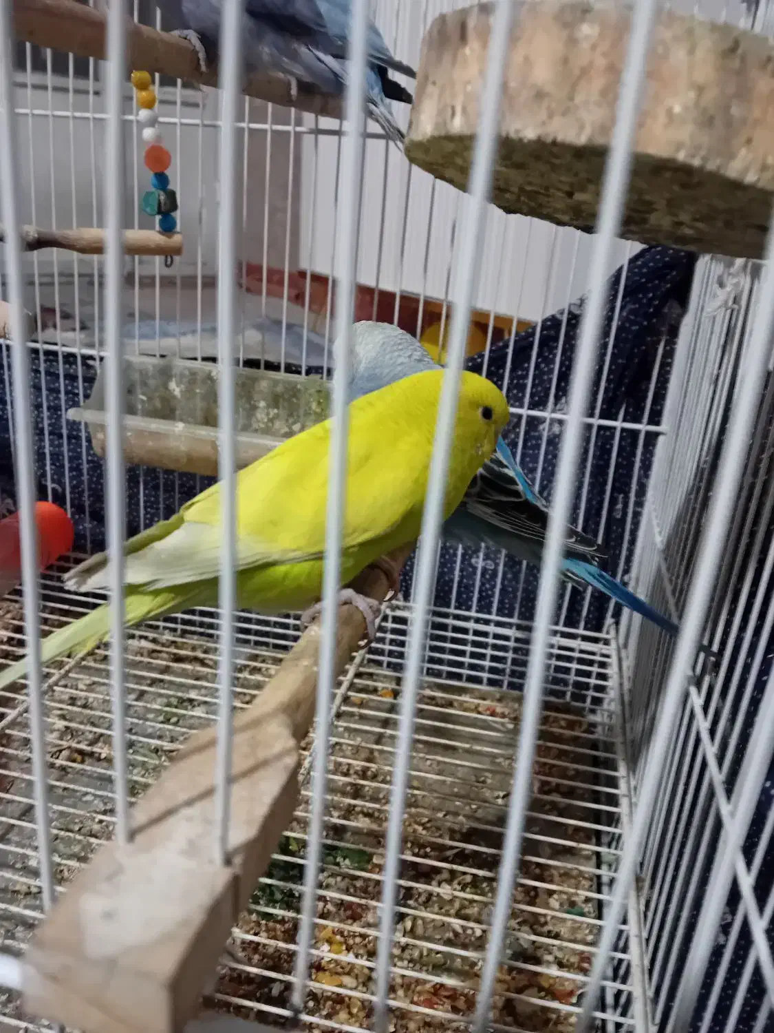 جفت کوتوله ۴مرغ عشق و عروس ۱۶۰۰|پرنده|مشهد, شهید بصیر|دیوار