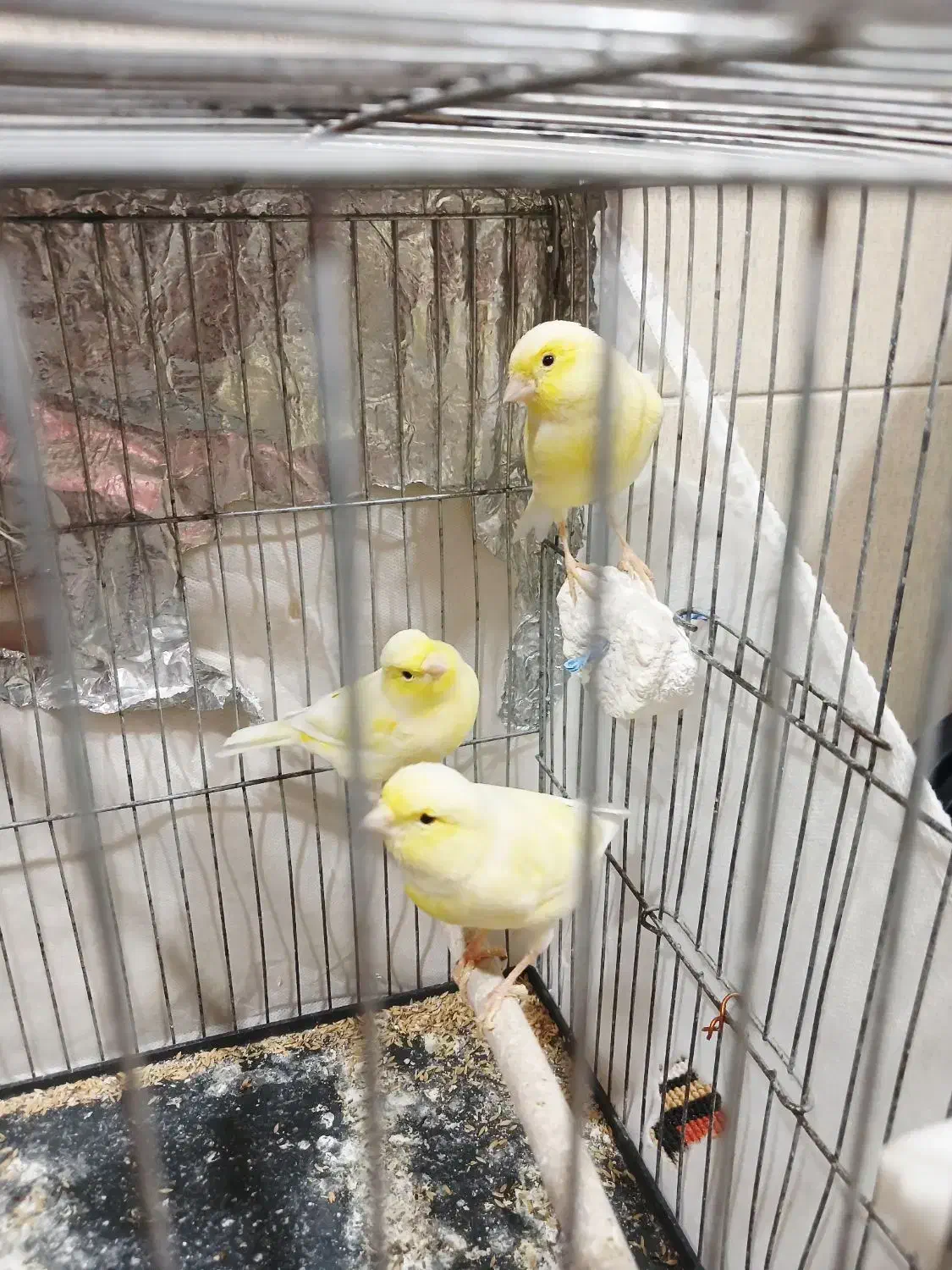 قناری ماده|پرنده|مسجد سلیمان, |دیوار