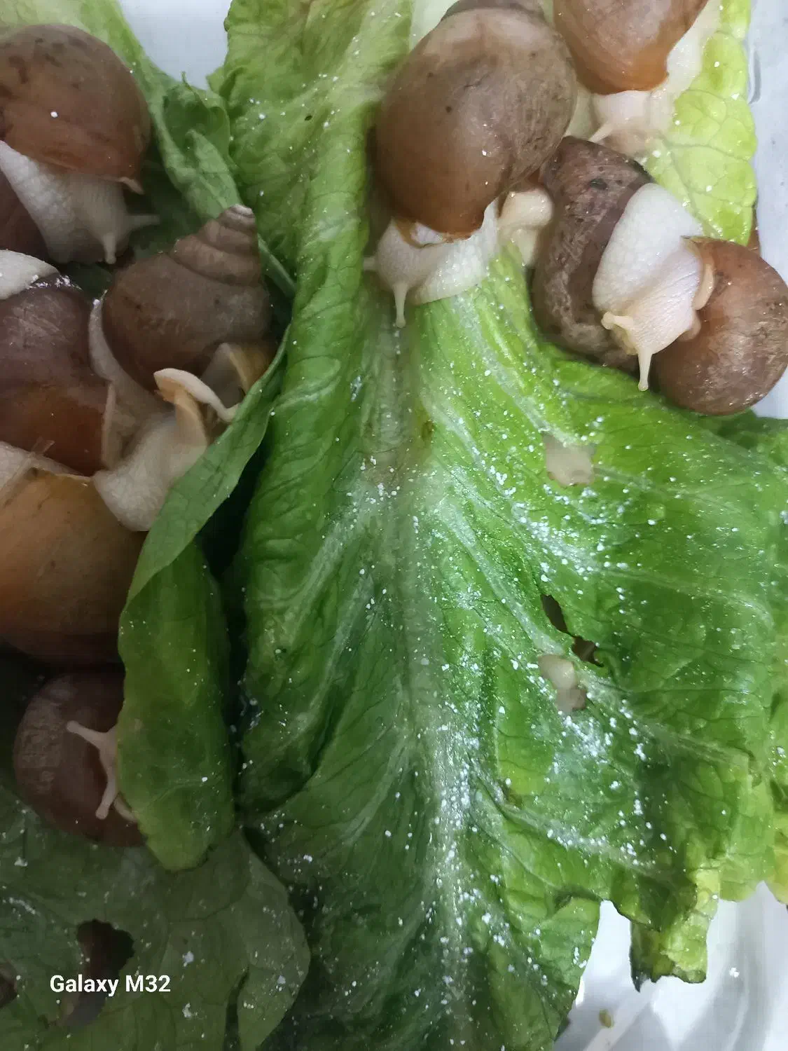 حلزون|خزنده|اسلام‌شهر, شهرک قائمیه|دیوار