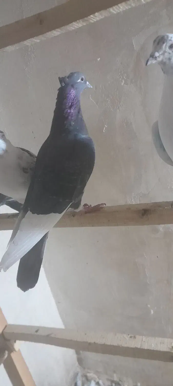 کبوترپرشی|پرنده|زیویه, |دیوار