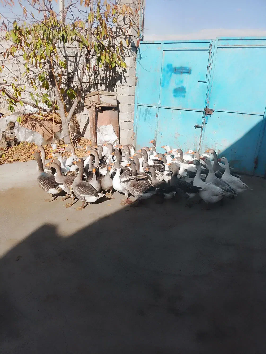 غاز معلمولی|حیوانات مزرعه|لاجان, |دیوار