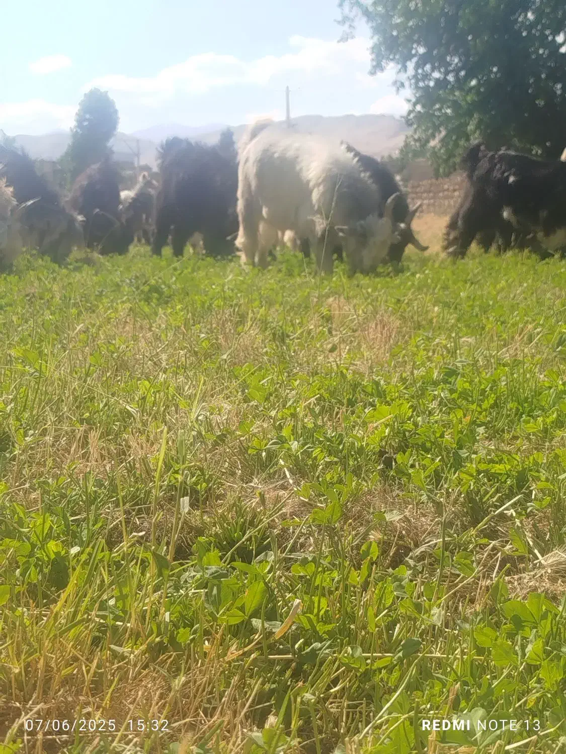 بزغاله|حیوانات مزرعه|صمصامی, |دیوار