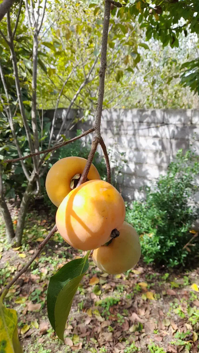 خرمالو|خوردنی و آشامیدنی|رشت, کوی جام جم|دیوار