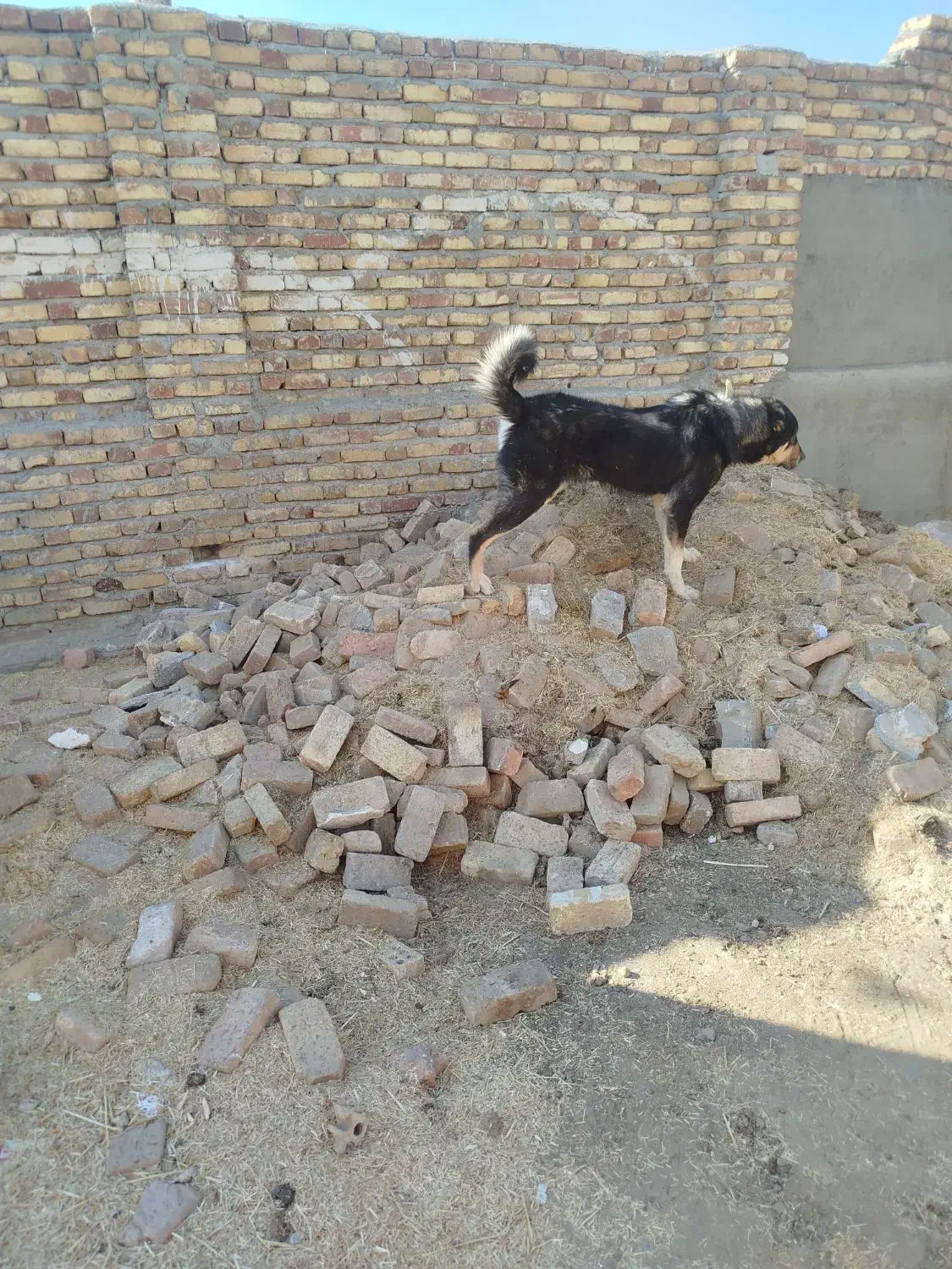 سگ پژدر عراقی|سگ|اسدآباد, |دیوار