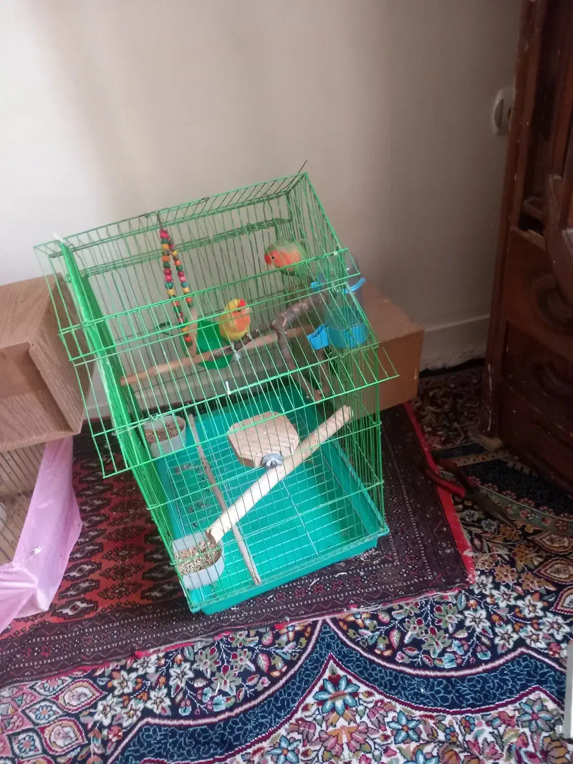 کوتوله برزیلی مولد|پرنده|ری, شهادت|دیوار