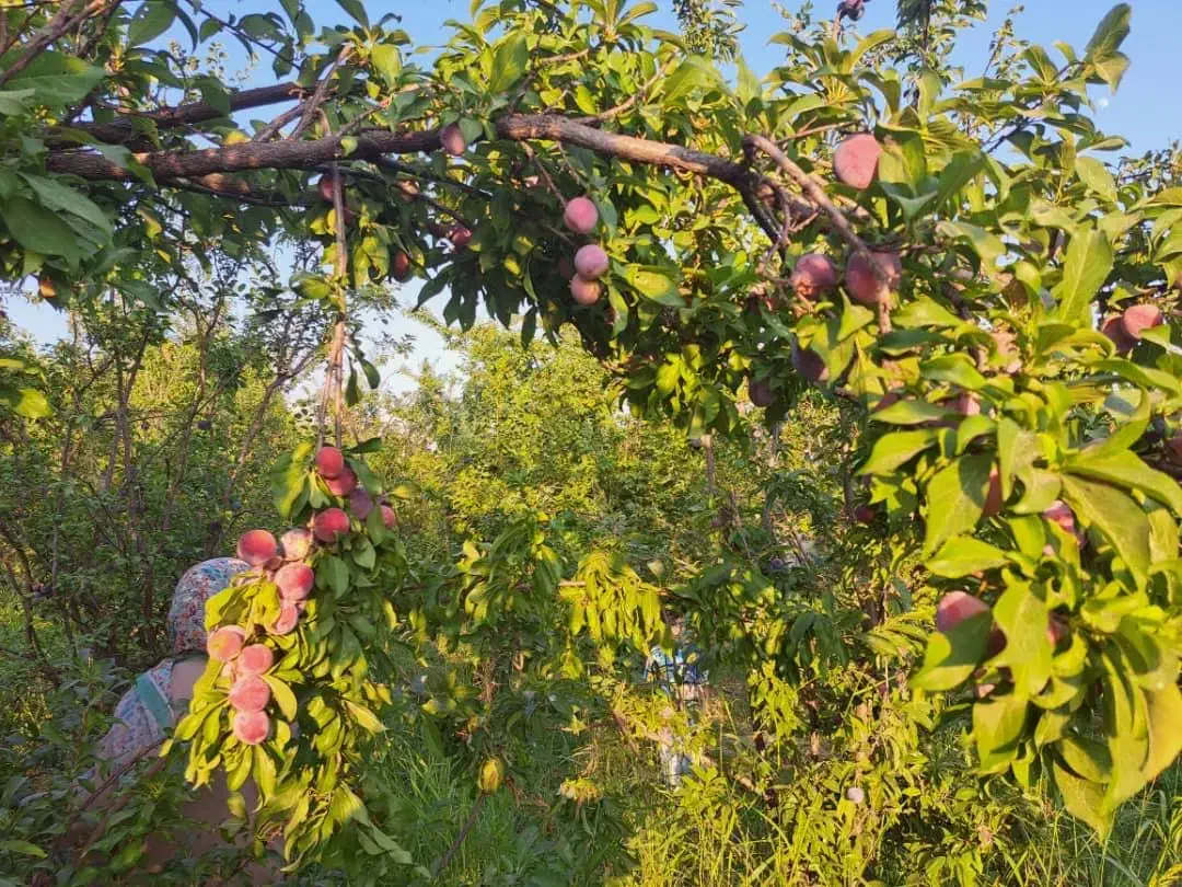 خونه باغ در روستای زیبای کریک بهترین لوکیشن|فروش خانه و ویلا|سی‌سخت, |دیوار