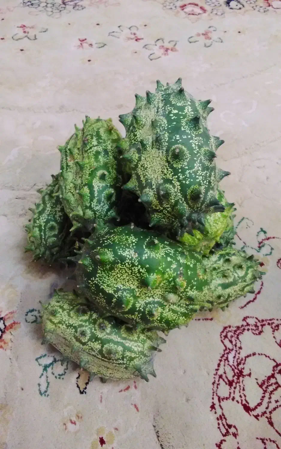 فروش کیوانا (خیار آفریقایی، خربزه خار دار)|خوردنی و آشامیدنی|تنکابن, |دیوار