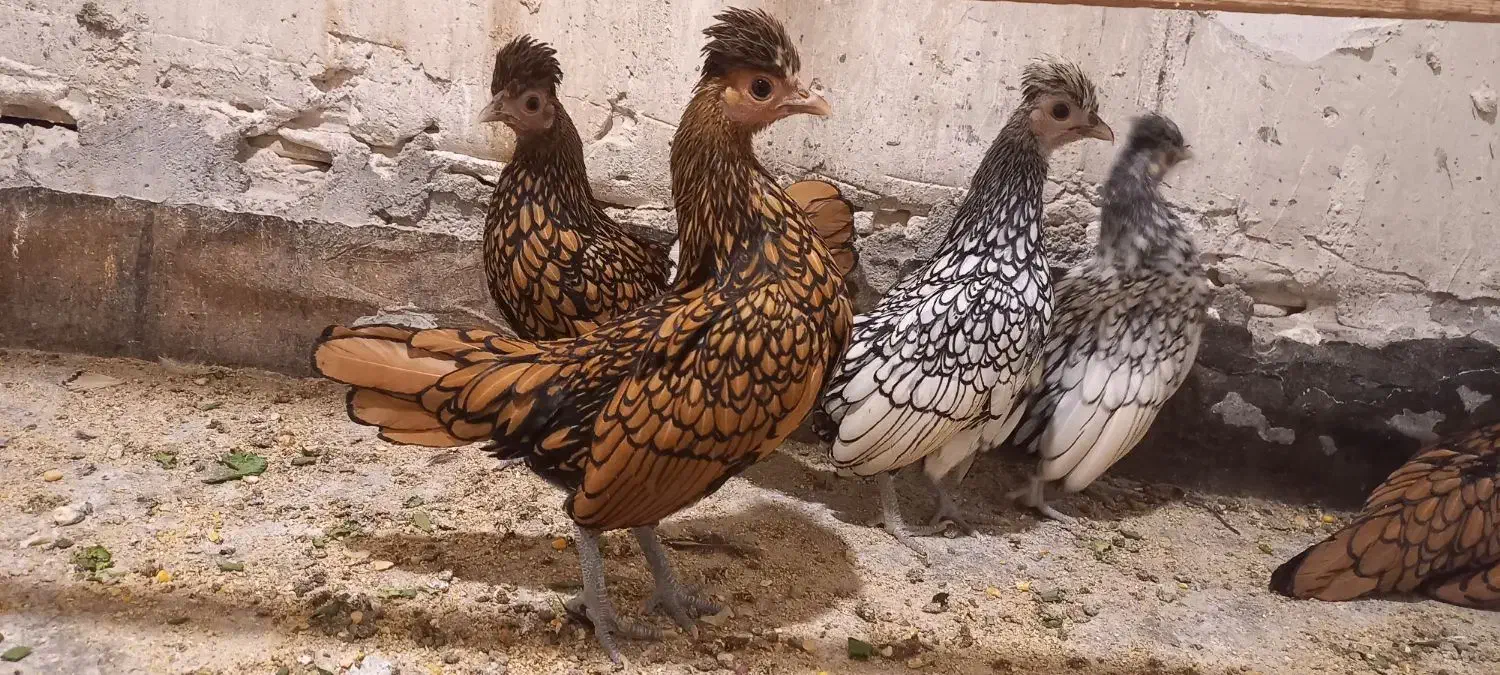 سبرایت کاکلی وارداتی|حیوانات مزرعه|کاشان, شهدا|دیوار