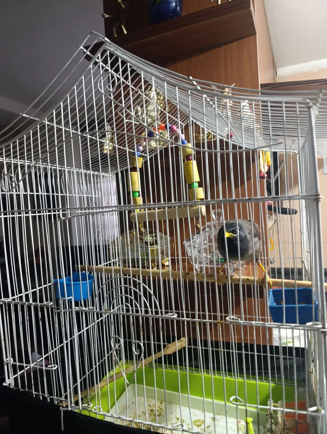 پرنده سخنگو|پرنده|شهریار, یوسف آباد صیرفی|دیوار