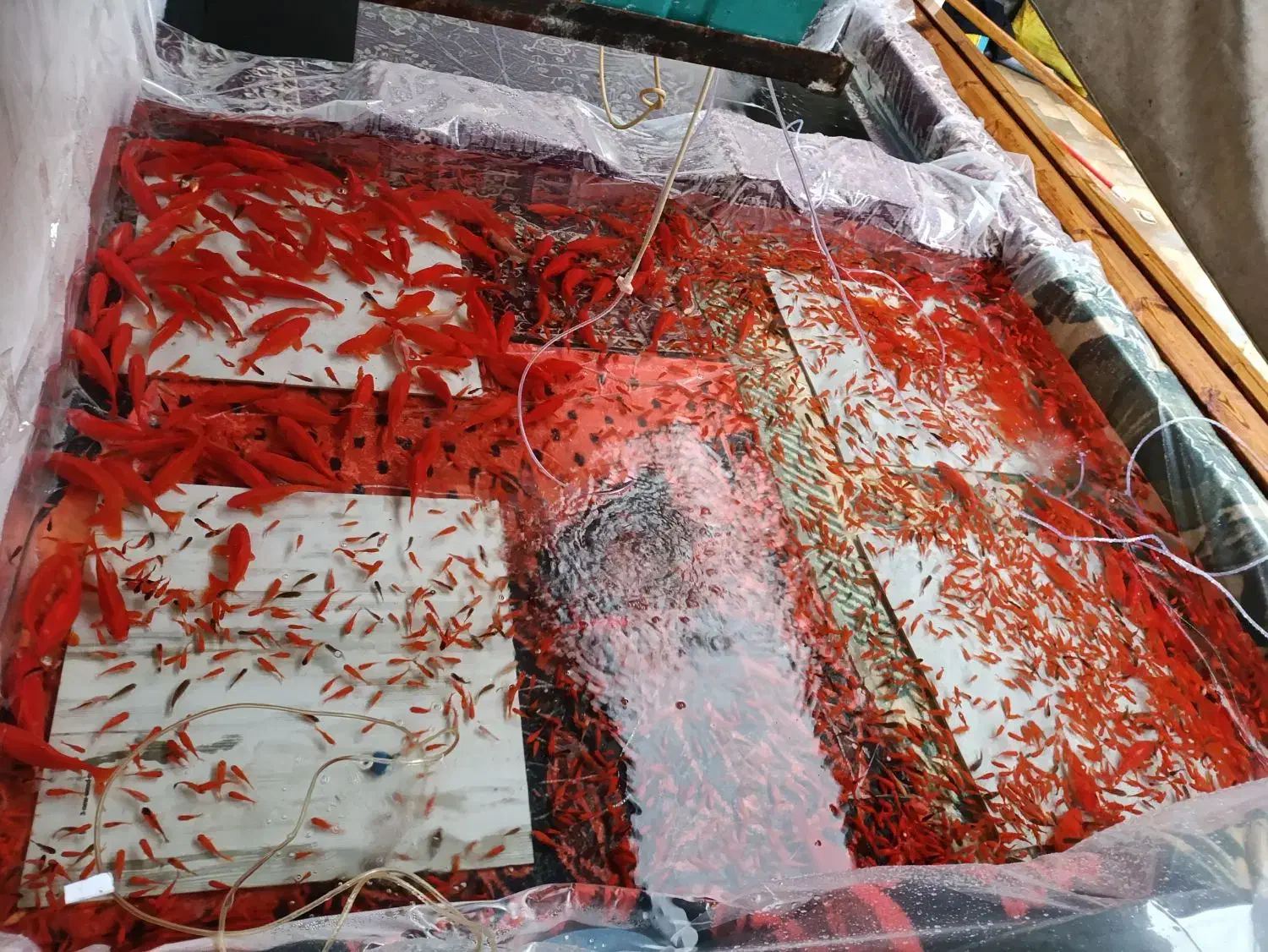 ماهی قرمز  سفره هفت سین|ماهی|بیرجند, |دیوار