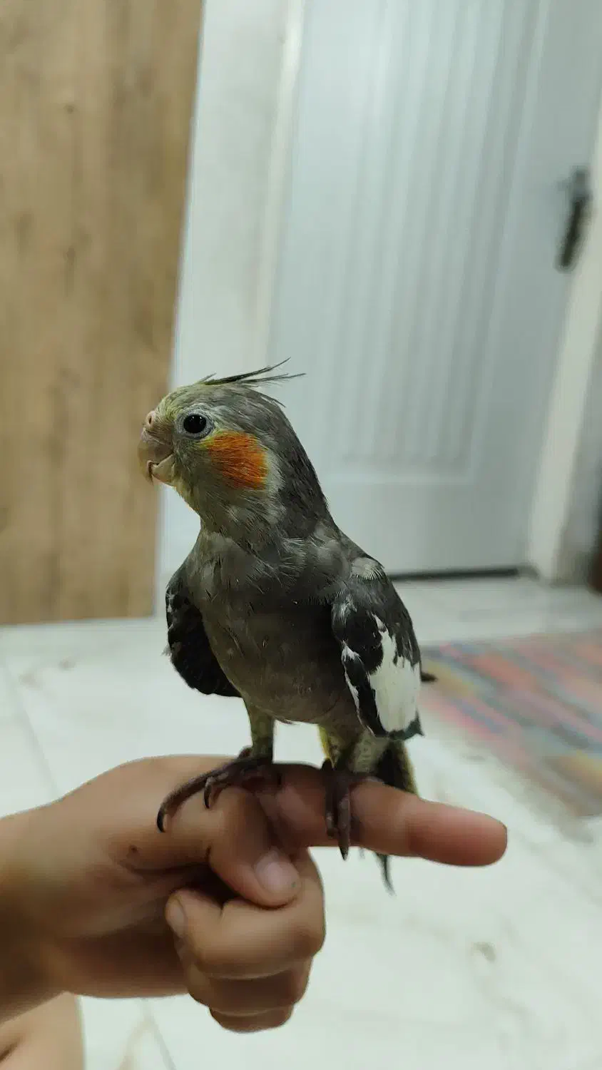 جوجه عروس هلندی|پرنده|رشت, کوی مهر|دیوار