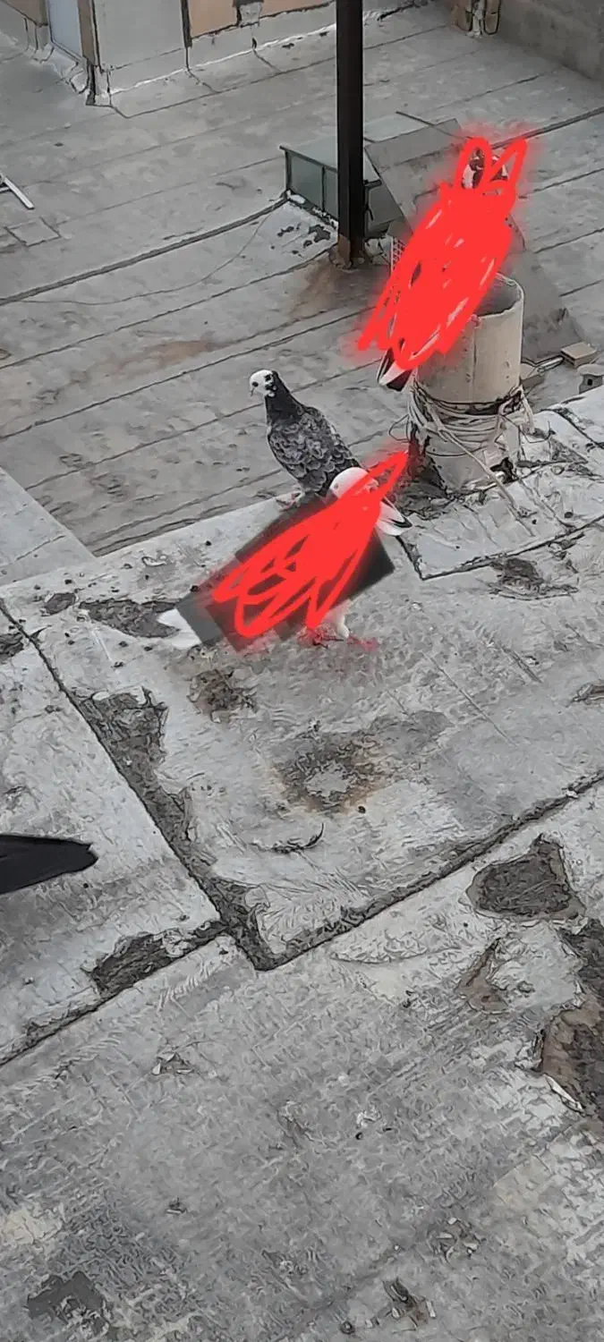 کبوتر گمشده|پرنده|ابهر, |دیوار