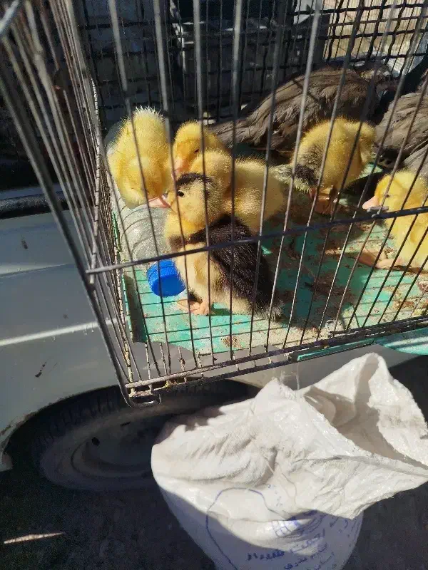 جوجه اردک|حیوانات|مرودشت, فاز اول شهرک فرهنگیان|دیوار