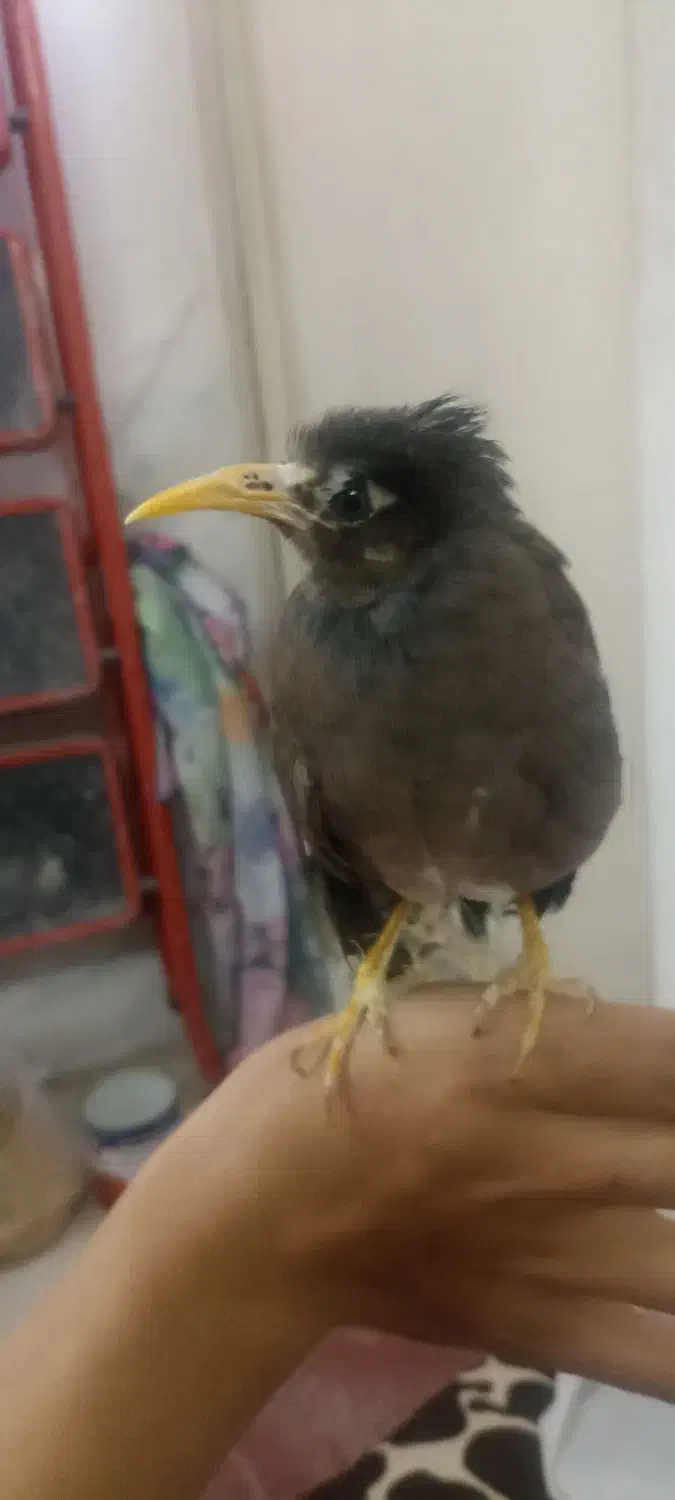 مرغ مینا|پرنده|قم, وادی السلام|دیوار