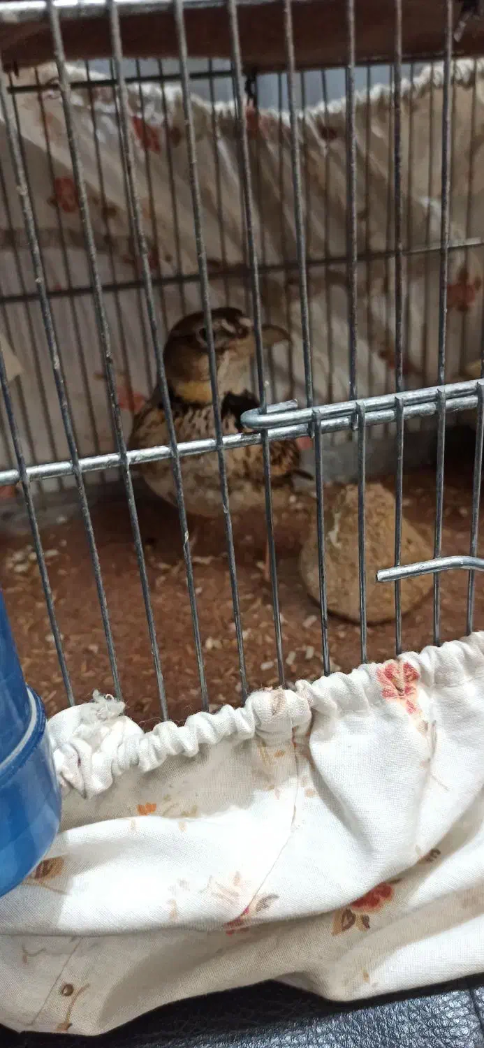 سهره خاکی|پرنده|هشتگرد, شهرک افشاریه|دیوار