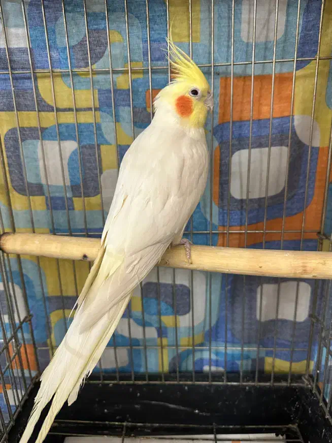 طوطی عروس مولد|پرنده|قزوین, |دیوار