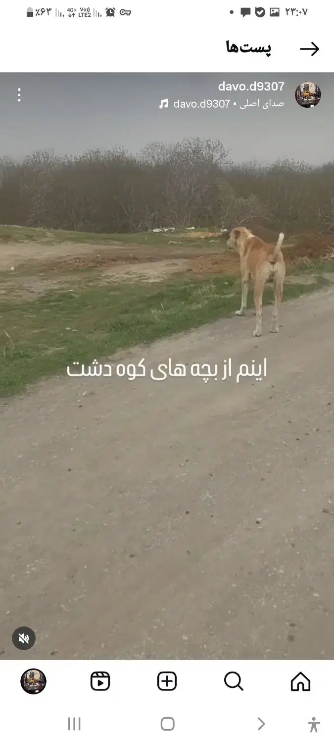 سگ پژدر|سگ|سامن, |دیوار