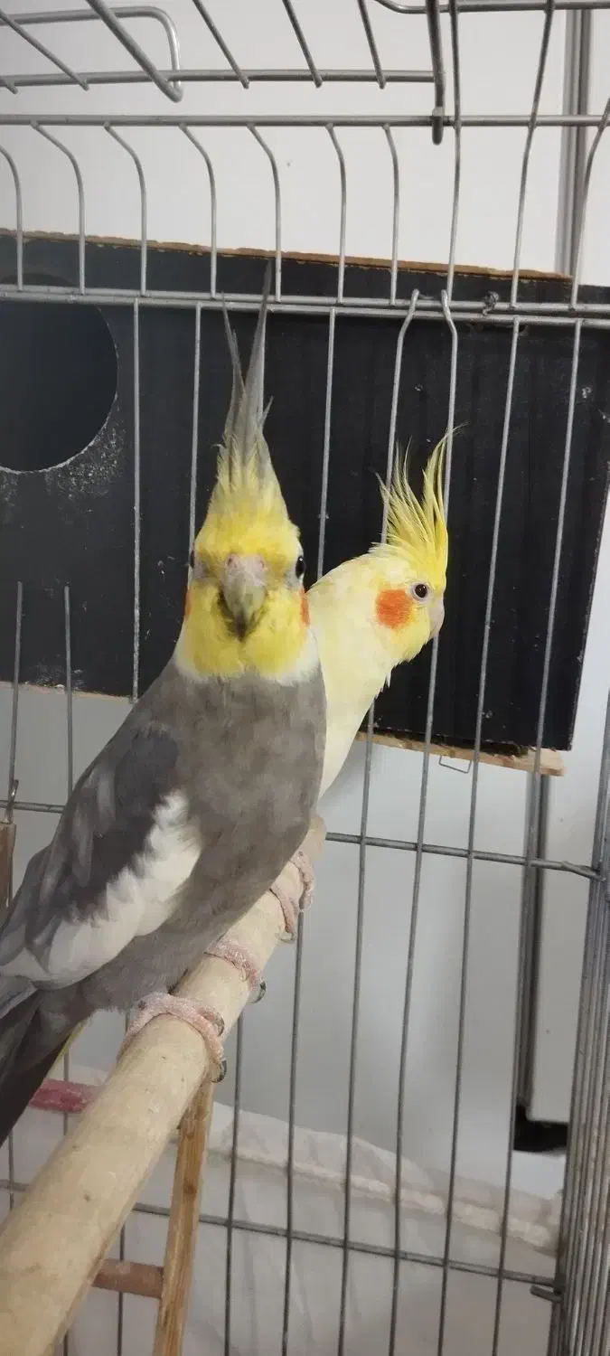 عروس هلندی با 3 تا جوجه|پرنده|کوهدشت, |دیوار