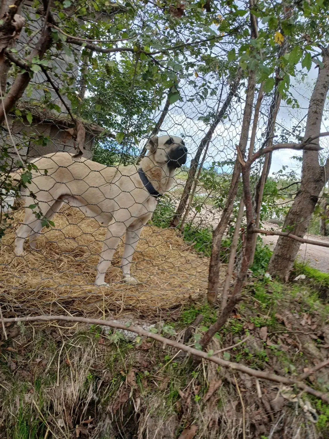 ماده سرابی ۱۱ ماهه اصیل همه چی عالی نگهبان|سگ|رشت, توشیبا|دیوار