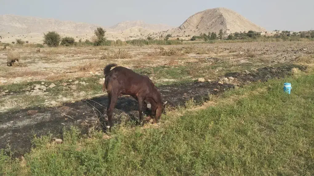 نر بز پاکستانی|حیوانات مزرعه|کازرون, |دیوار